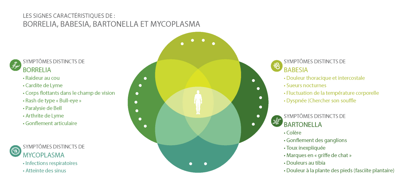 Symptômes caractéristiques de Borrelia, Mycoplasma, Babesia et Bartonella