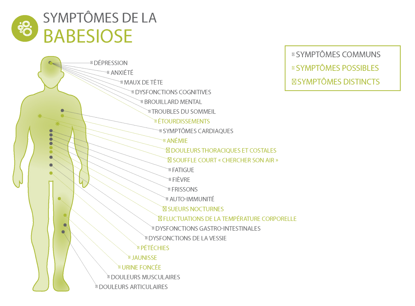 Symptômes d'une infection Babesiose