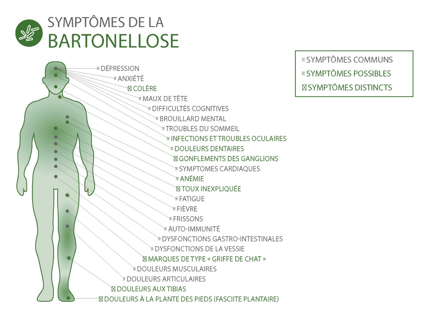 Symptômes d'une infection Bartonellose