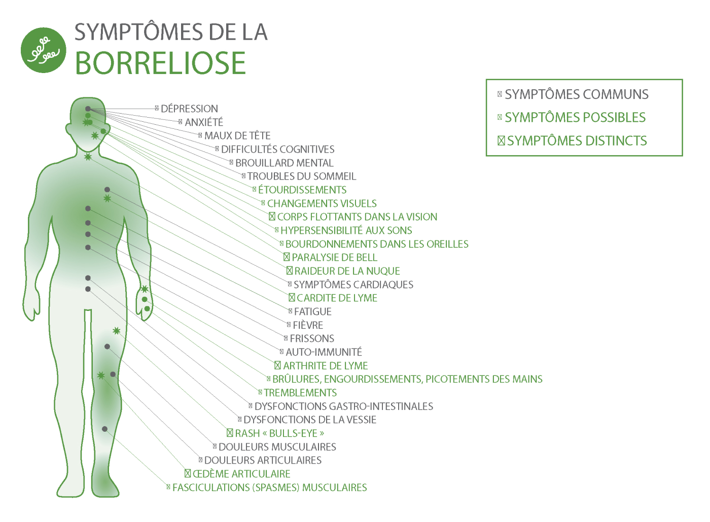 Symptômes d'une infection Borreliose