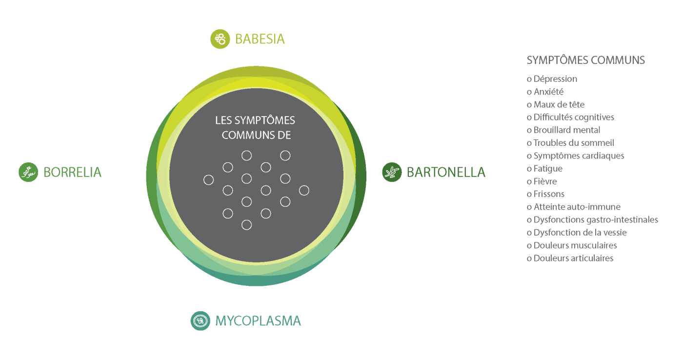 Symptômes communs de Borreliose, Mycoplasmose, Babesiose et Bartonellose