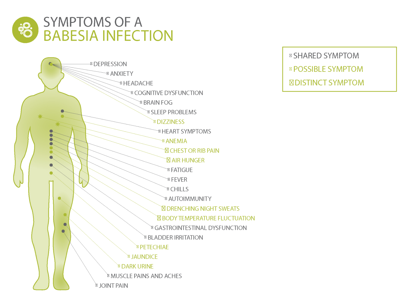 Symptoms of a Babesia infection