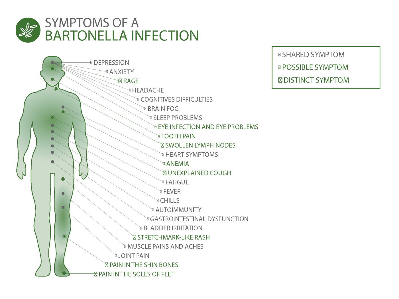 Symptoms of a Bartonella infection