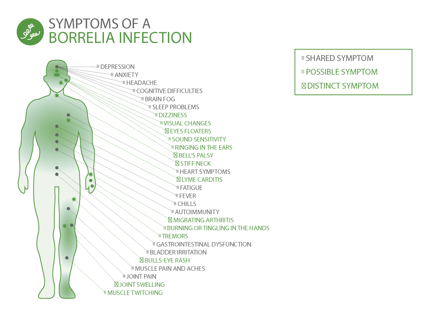 Symptoms of a Borrelia infection