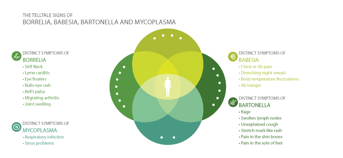 Telltale signs of Borrelia, Babesia, Bartonella and Mycoplasma